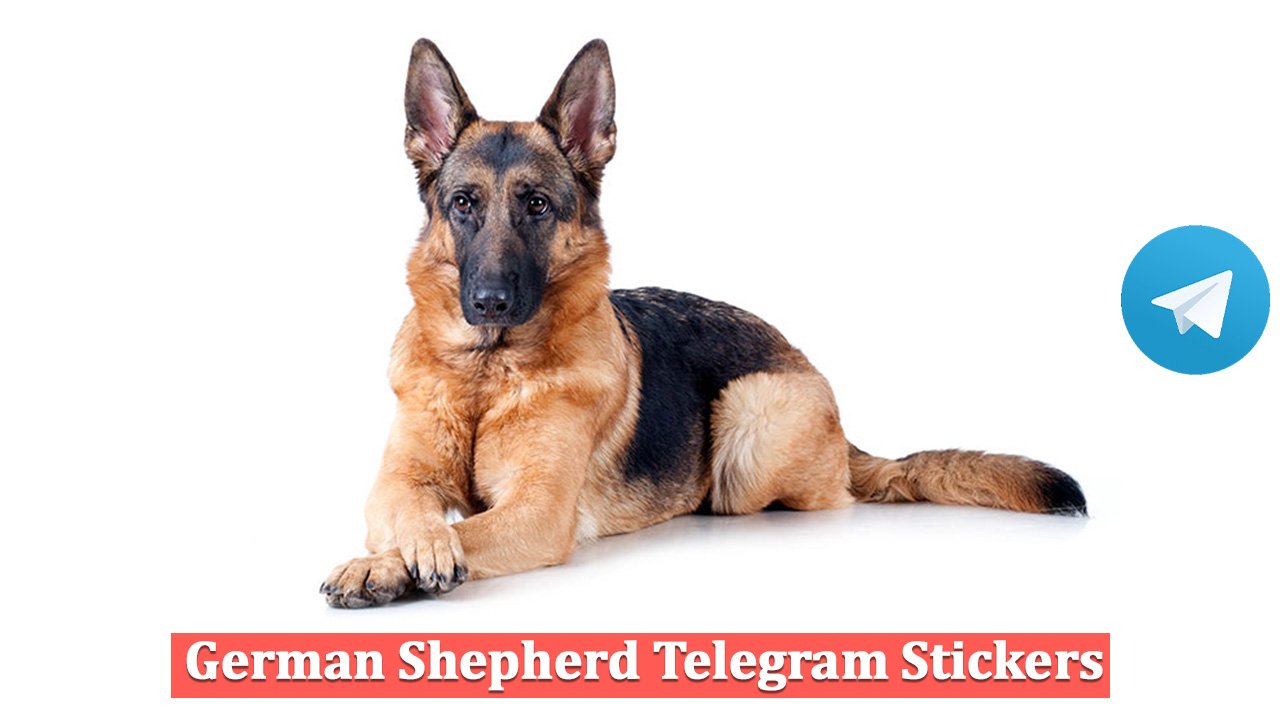 German Shepherd Telegram Stickers