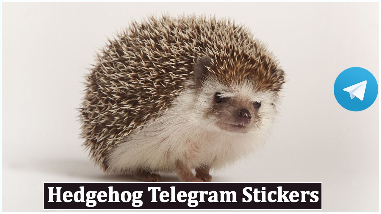 Hedgehog Telegram Stickers