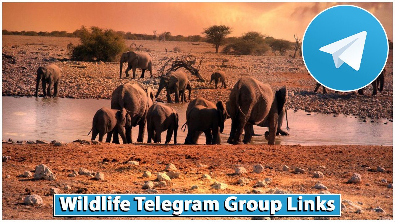 Wildlife Telegram Group Links